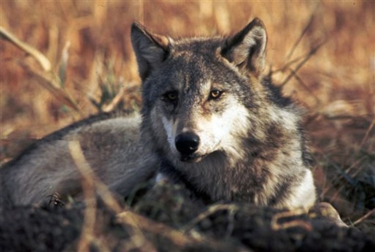 Gray wolves like this one ...